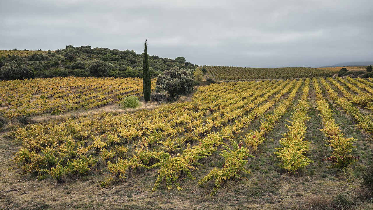 Vignoble aux feuilles jaunes et inter-rangs partiellement végétalisés à Cabrerolles, Hérault, photographié en octobre 2020