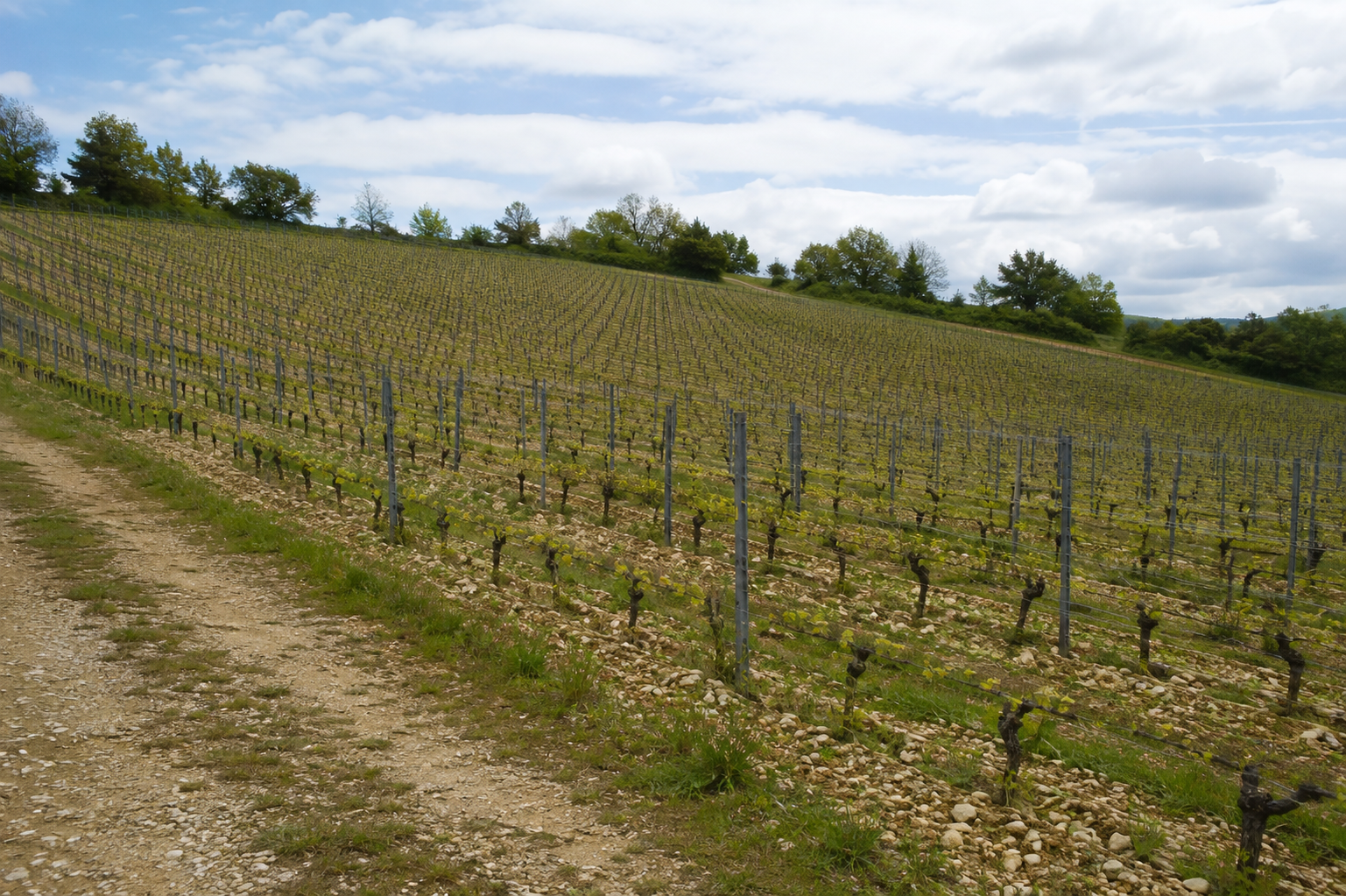 Parcelle de vigne aux rangs parallèles sur un coteau au sol homogène.